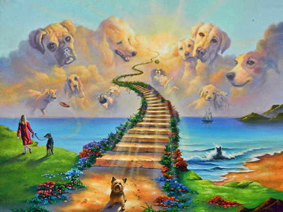 Do Animals Or Pets Go To Heaven